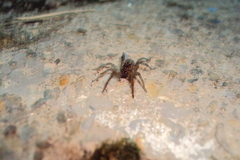 Lycosidae
