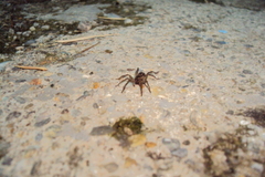 Lycosidae