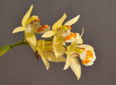 Coelogyne lentiginosa
