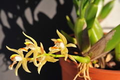 Coelogyne lentiginosa