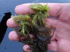 Sphagnum macrophyllum