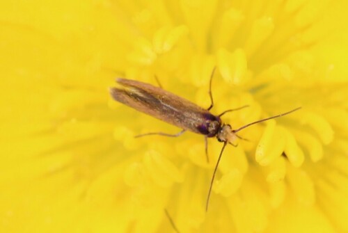 Micropterix calthella