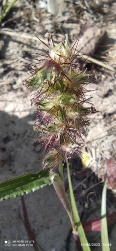buffelgrass