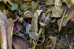 Physalaemus olfersii