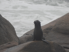 Arctocephalus australis