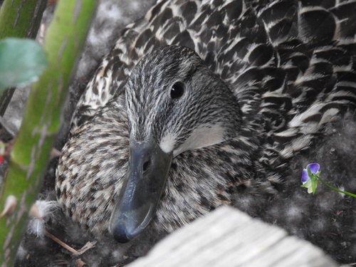 Mallard photographed in Utah