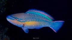 Princess Parrotfish photo 5