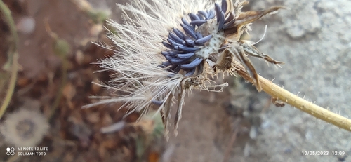 Picris asplenioides