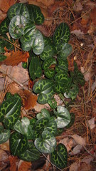 Hexastylis shuttleworthii