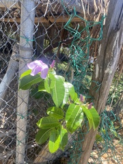 Madagascar Rubber Vine (Cryptostegia madagascariensis)