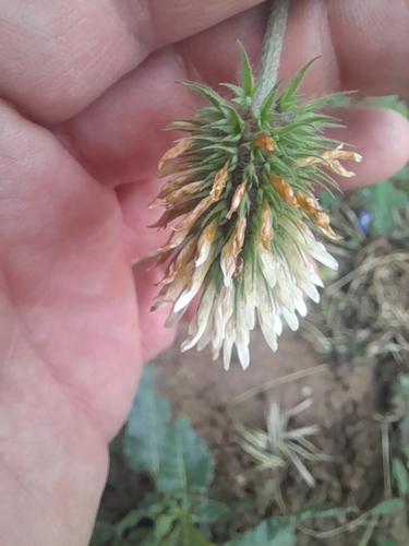 Trifolium squarrosum, photograph 2