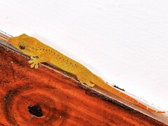 Dwarf Bronze Gecko photo 2