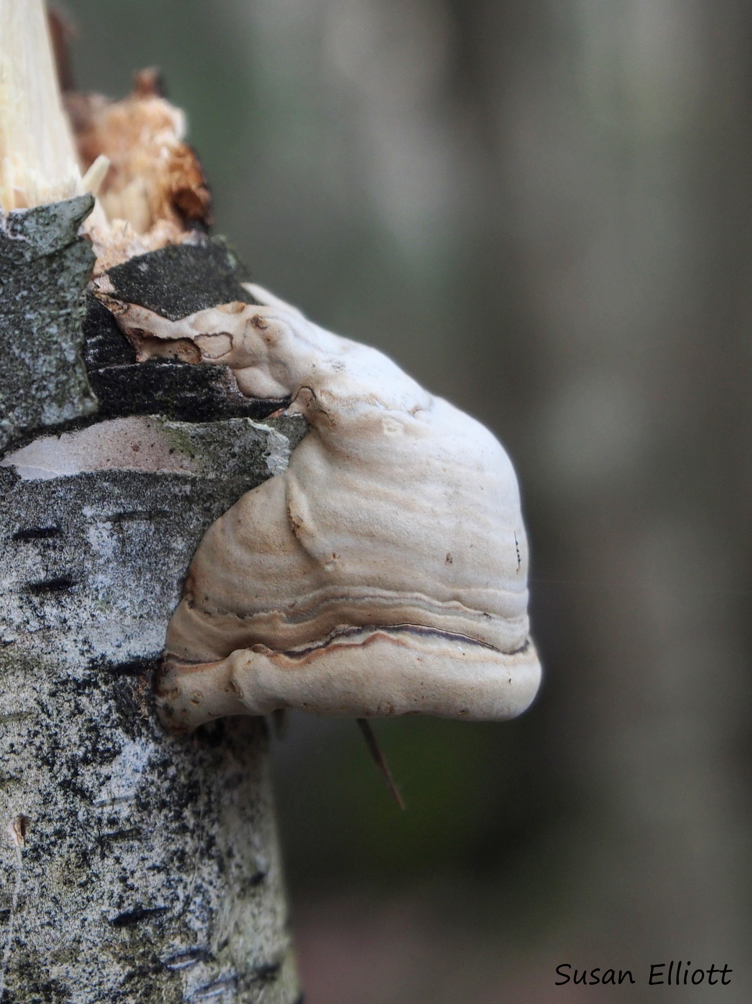 Fomes fomentarius image