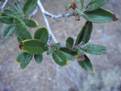 Cercocarpus ledifolius intermontanus