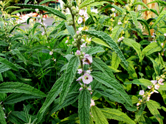 Sphaeralcea angustifolia