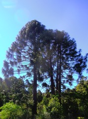 Araucaria bidwillii