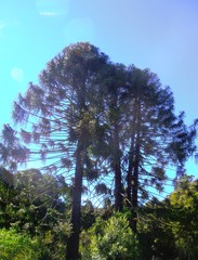 Araucaria bidwillii
