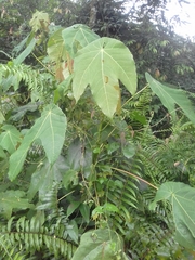 Macaranga triloba