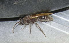Sphaeropthalma mendica