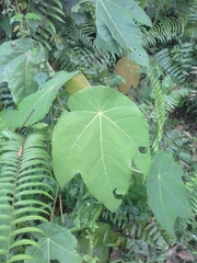 Macaranga triloba