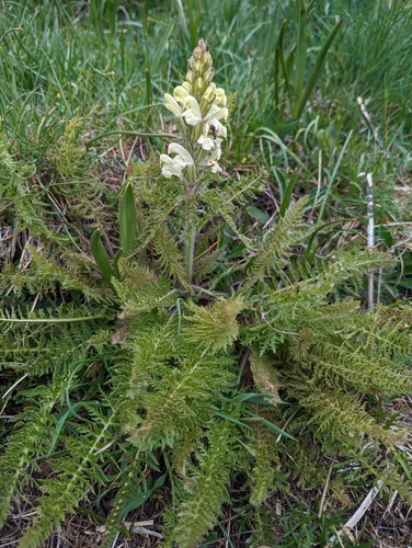 Image of Crested lousewort by (c) Denis Bastianelli, some rights reserved (CC BY)