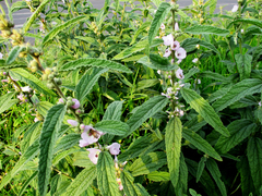 Sphaeralcea angustifolia