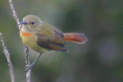 Fire-Tailed Sunbird photo 5