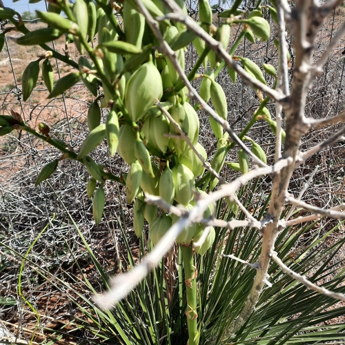 Image of Yucca campestris by (c) waldo_jeffers, some rights reserved (CC BY)