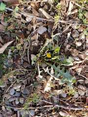 Taraxacum officinale