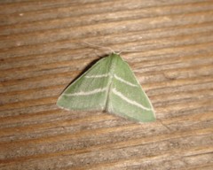 Synchlora bistriaria