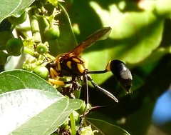 Sceliphron fistularium