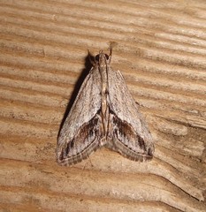 Evergestis obliqualis