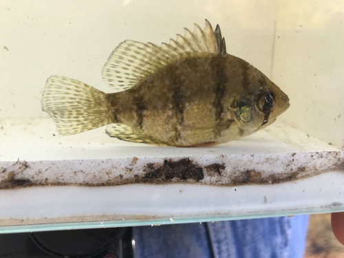 Black-banded Sunfish