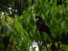 Cacicus haemorrhous affinis