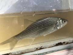 Morone chrysops × saxatilis
