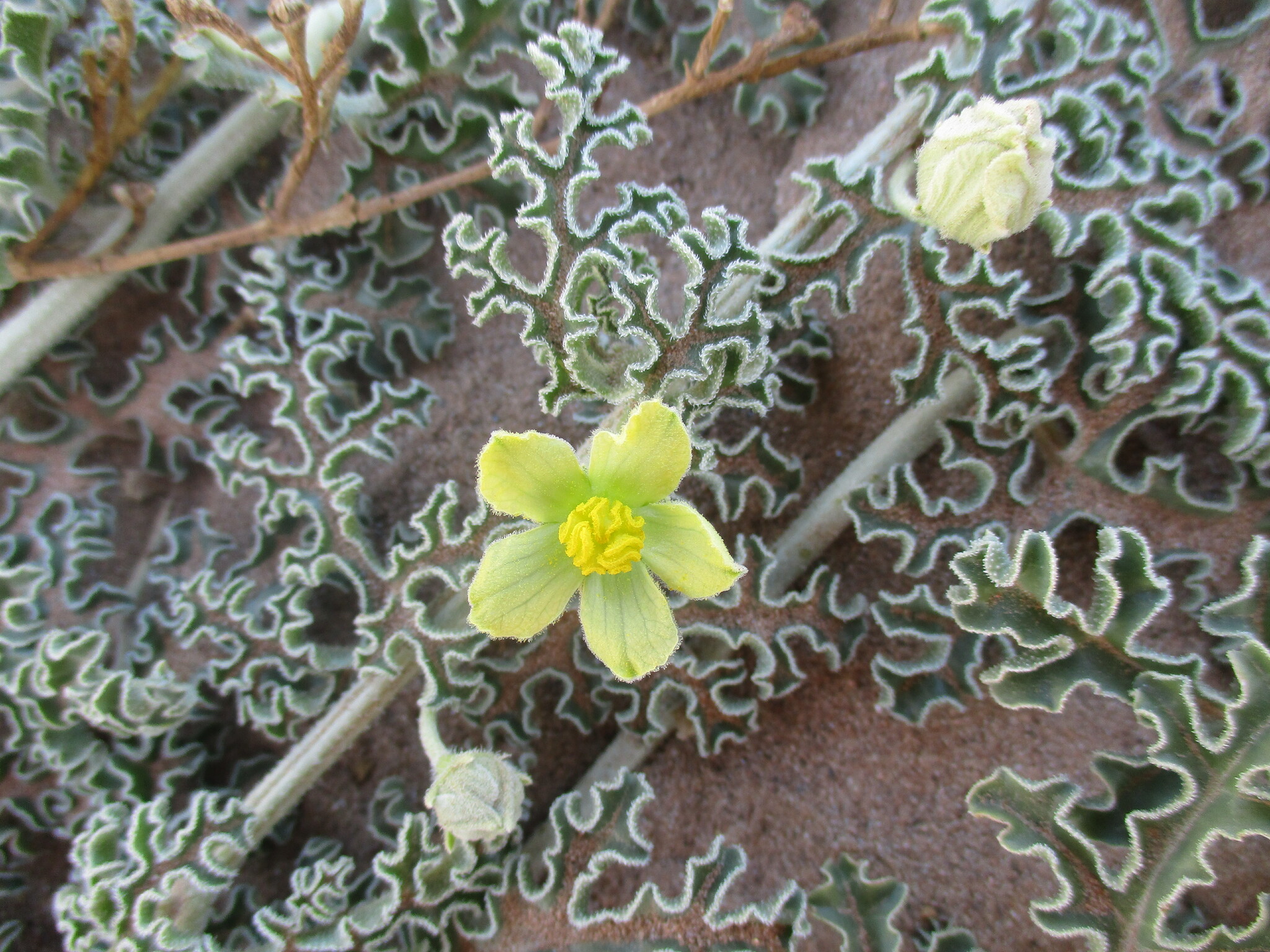 Citrullus ecirrhosus