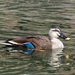 Eastern Spot-billed Duck - Photo (c) Greg Peterson, some rights reserved (CC BY-NC-SA)