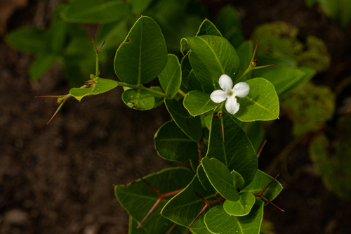 Carissa tetramera image