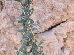 Image of Lycium bosciifolium