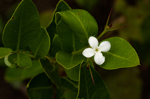 Carissa tetramera image