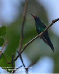 Cynanthus forficatus