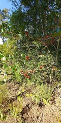 Ilex vomitoria