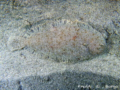 Solenette photo 3