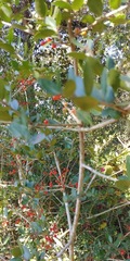 Ilex vomitoria