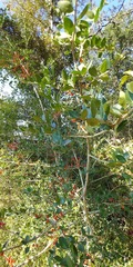 Ilex vomitoria