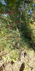 Ilex vomitoria