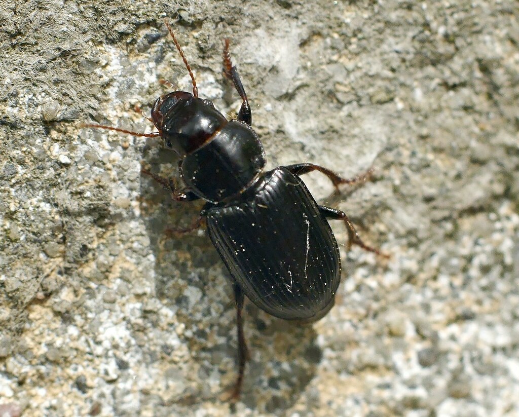 Pangus scaritides
