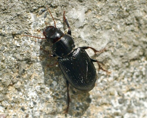 Pangus scaritides