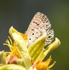 Euchrysops subpallida