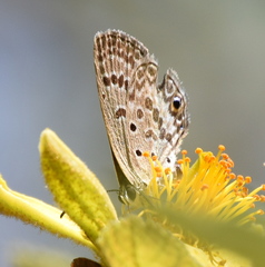 Euchrysops subpallida